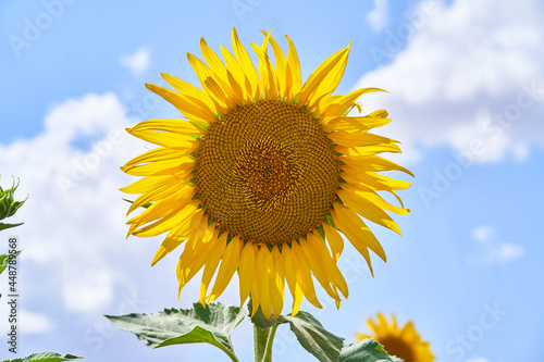 Close-up of a sunflower in a field of sunflowers in summer