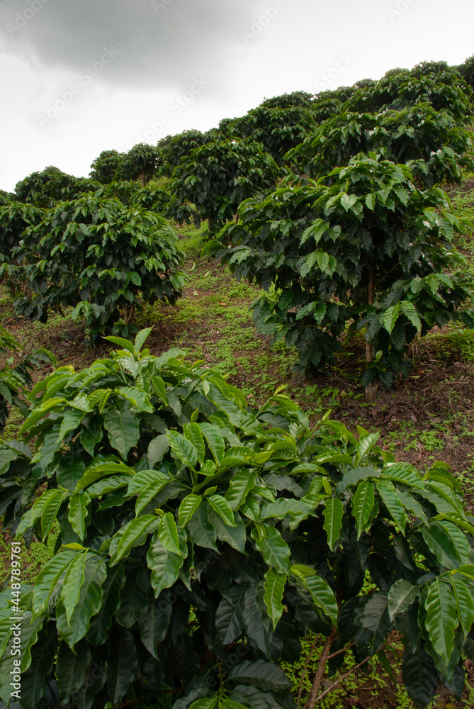 Coffee farm in Latin America, coffee is one of the most important crops for humanities. Coffee makes the world run Coffee farm in Latin America, coffee is one of the most important crops for humanities. Coffee makes the world run