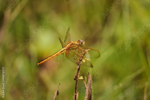 dragonfly resting on a leaf © Akash kaparaveni