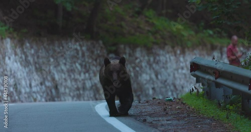 the brown bear in freedom, more and more frequent appearances in populated places in Romania (Transfagaraseanul). 