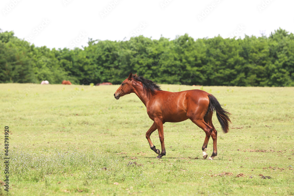Young purebred horse peaceful grazing on pasture Young purebred horse peaceful grazing on pasture