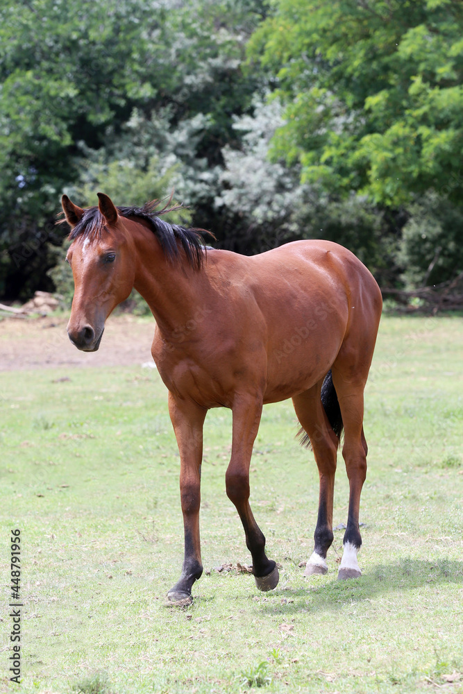 Young purebred horse peaceful grazing on pasture Young purebred horse peaceful grazing on pasture
