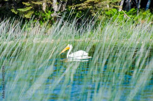 Pelican at Child's Lake in Duck Mountain Provincial Park, Manitoba, Canada photo