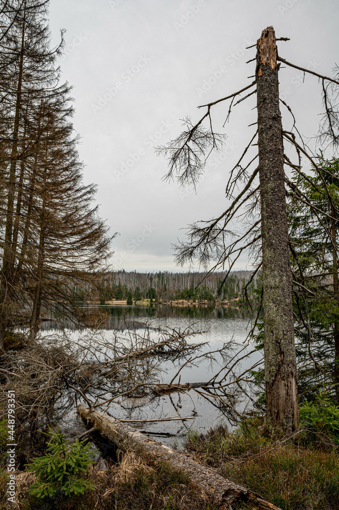 Fototapeta premium Oderteich, Nationalpark Harz, Deutschland