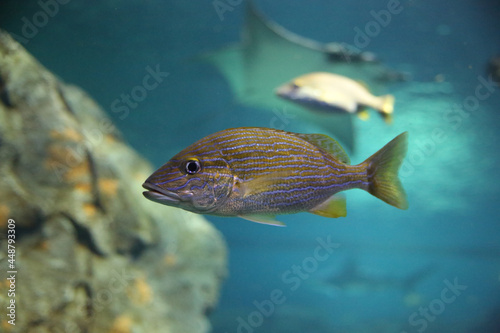 Closeup of a bluestriped grunt swimming in an aquarium under the lights photo