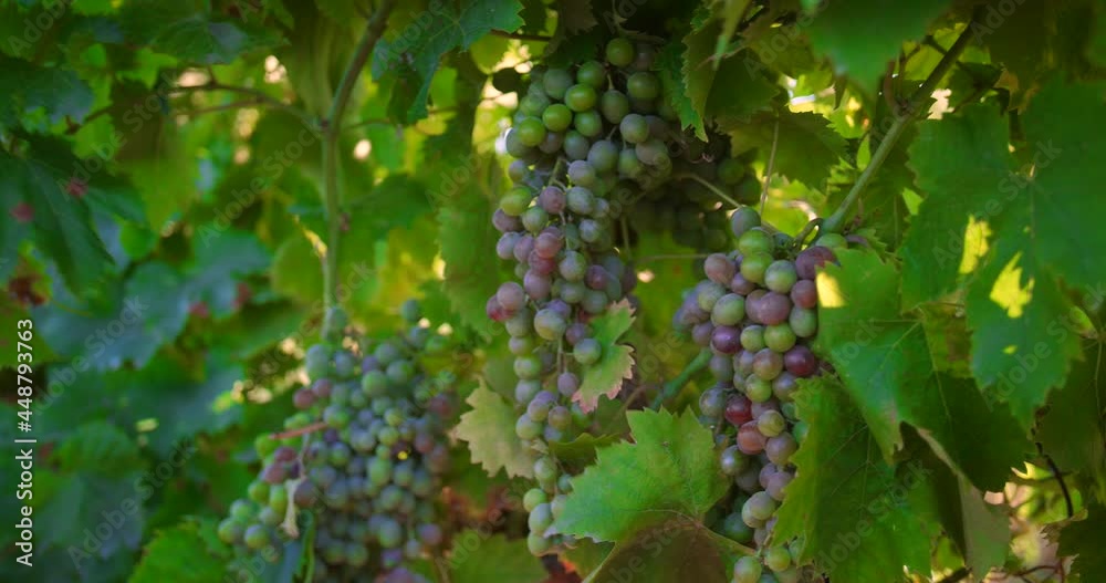 Close-up view of hanging grapes changing colors. Close-up view of hanging grapes changing colors.