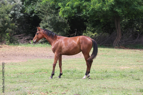 Young purebred horse peaceful grazing on pasture