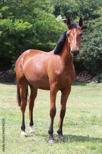 Young purebred horse peaceful grazing on pasture