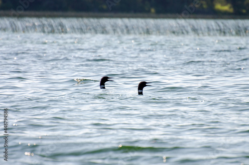 Loons on Child's Lake, Duck Mountain Provincial Park, Manitoba, Canada photo