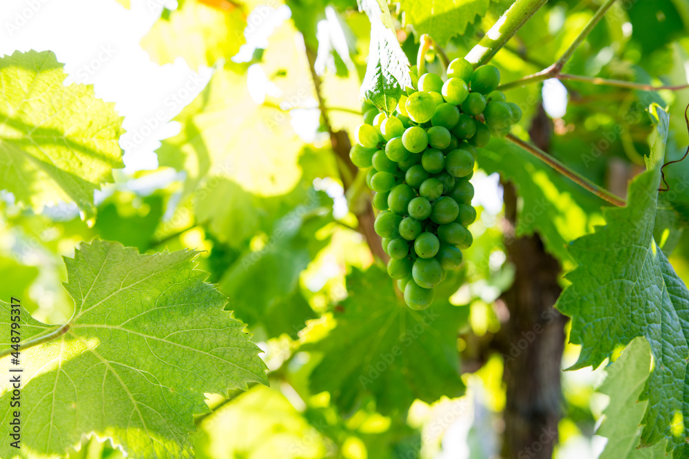 Fototapeta premium Uvas bajo el sol