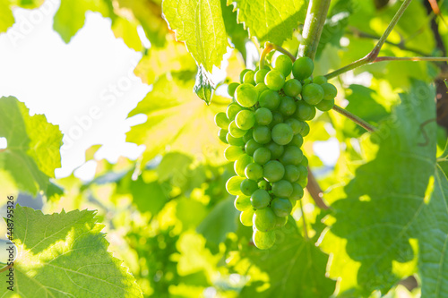 Uvas bajo el sol