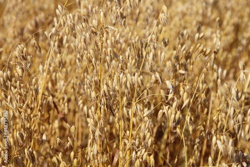 Beautiful Golden oats on Russian field at summer day  cereals harvest  agriculture  bread  farming texture for background