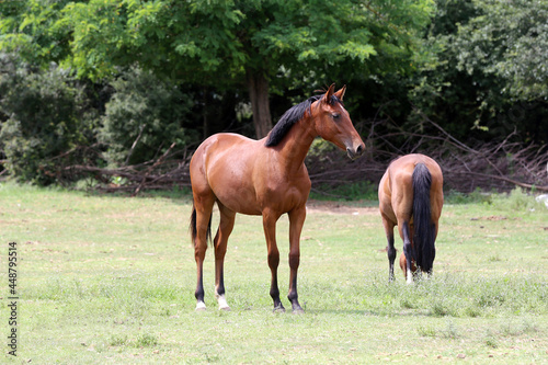 Young purebred horses peaceful grazing on pasture