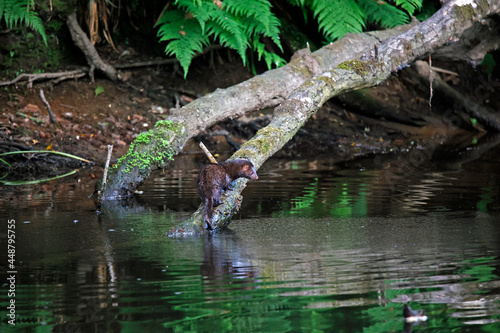 American mink fishing along the river