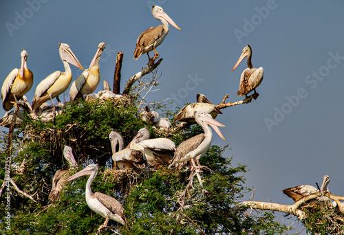 Pelicans at Kolleru Bird Sanctuary in India photo