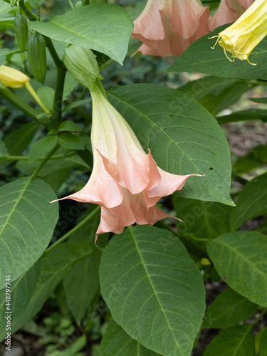 Brugmansia suaveolens. Pink angel trumpet or angel's tears. Beautiful and sweetly fragrant pendant flower in shape like trumpets and corolla slightly recurved photo