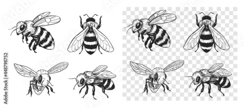 Photographie Sketch of a bee. Vector illustration on transparent background