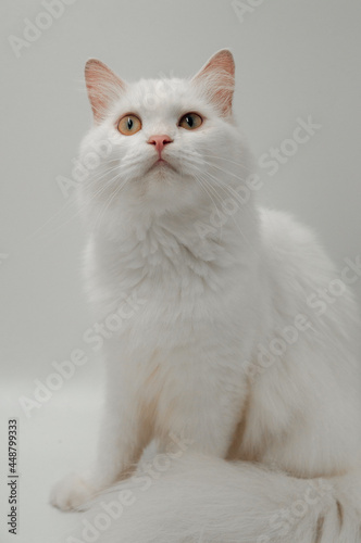 white cat on a white background