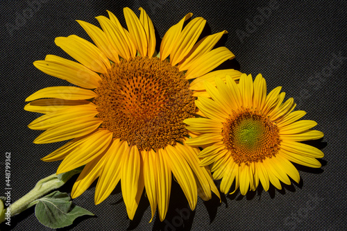 Flores de girasol