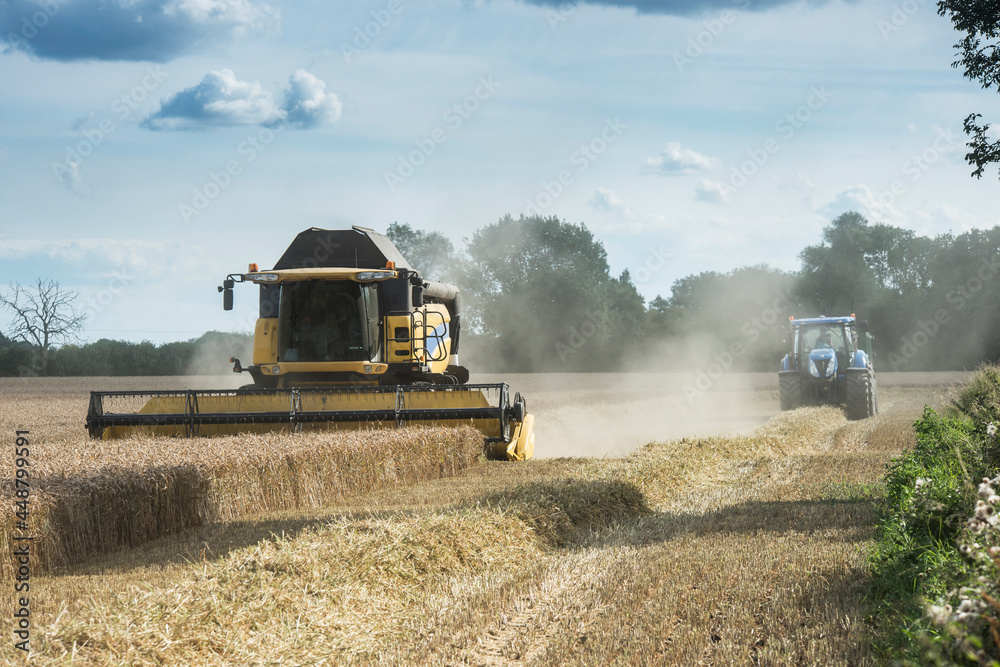 Fototapeta premium combine harvester working in the fields