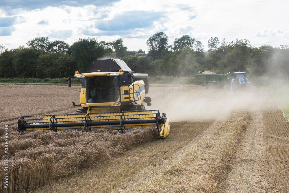 Obraz premium combine harvester working in the fields