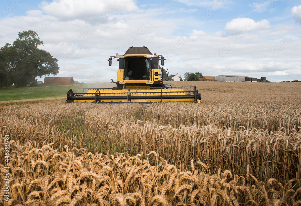 Obraz premium combine harvester working in the fields