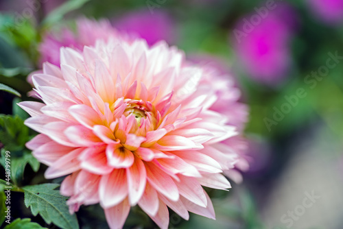 soft pink dahlia flower