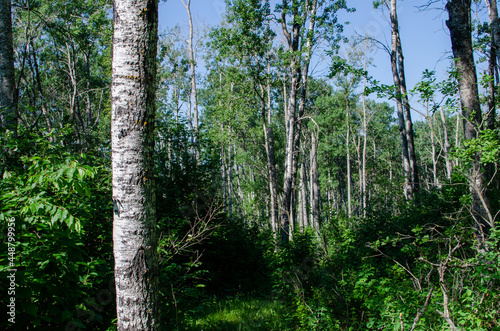 forest in duck mountain provincial park, manitoba, canada