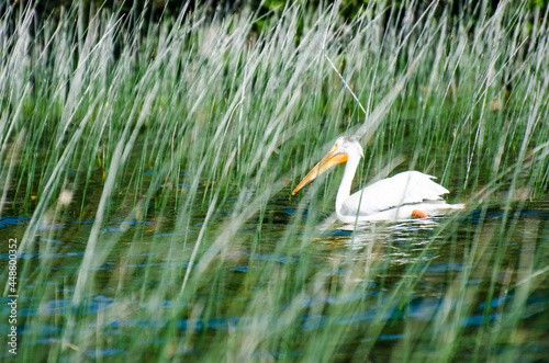 Pelican at Child's Lake in Duck Mountain Provincial Park, Manitoba, Canada photo