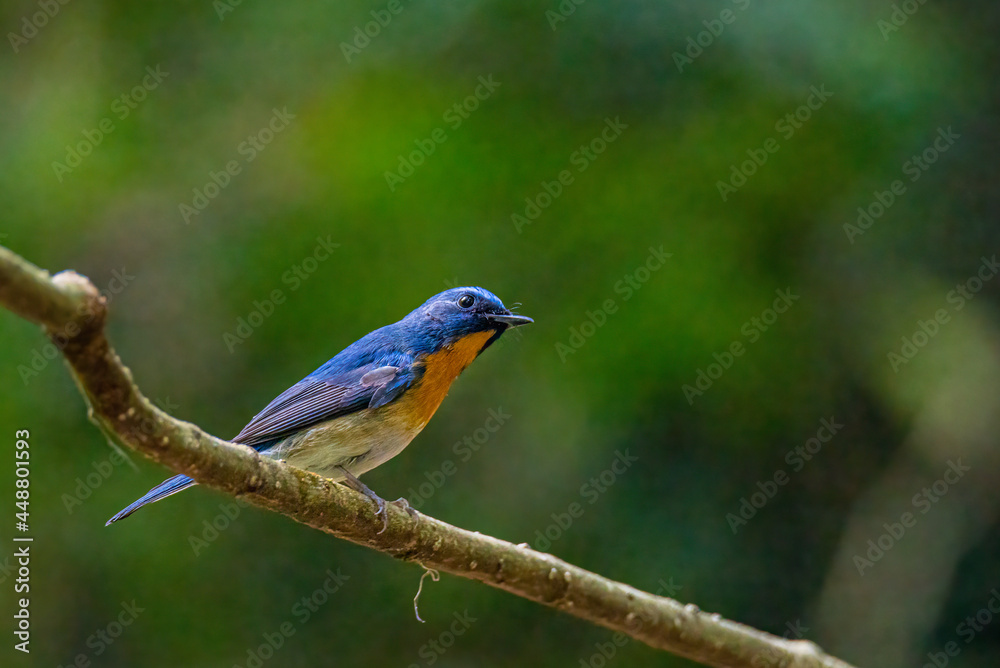 Indochinese Blue Flycatcher, Beautiful birds playing in the water and on the branches.