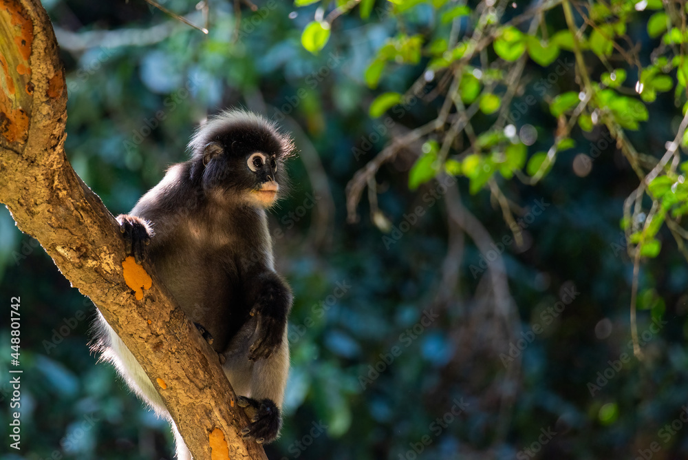 Obraz premium Dusky Langur, monkey on the tree in forest at asia