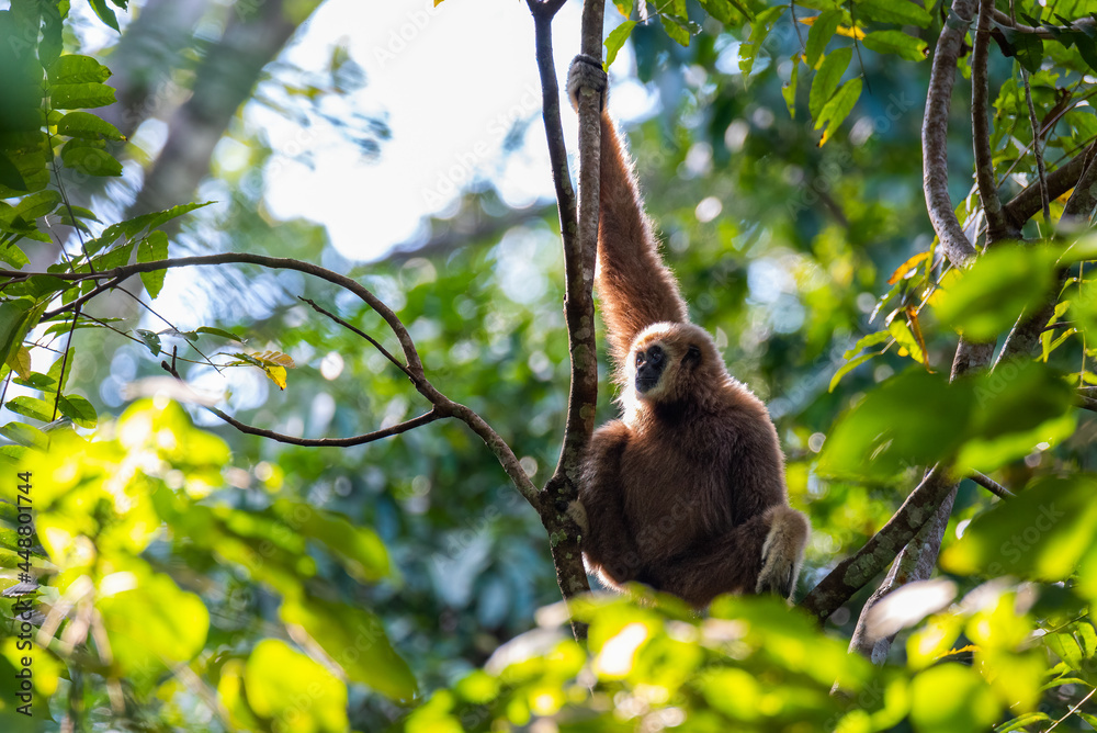 gibbon ,mammal wildlife in the forest at asia gibbon ,mammal wildlife in the forest at asia