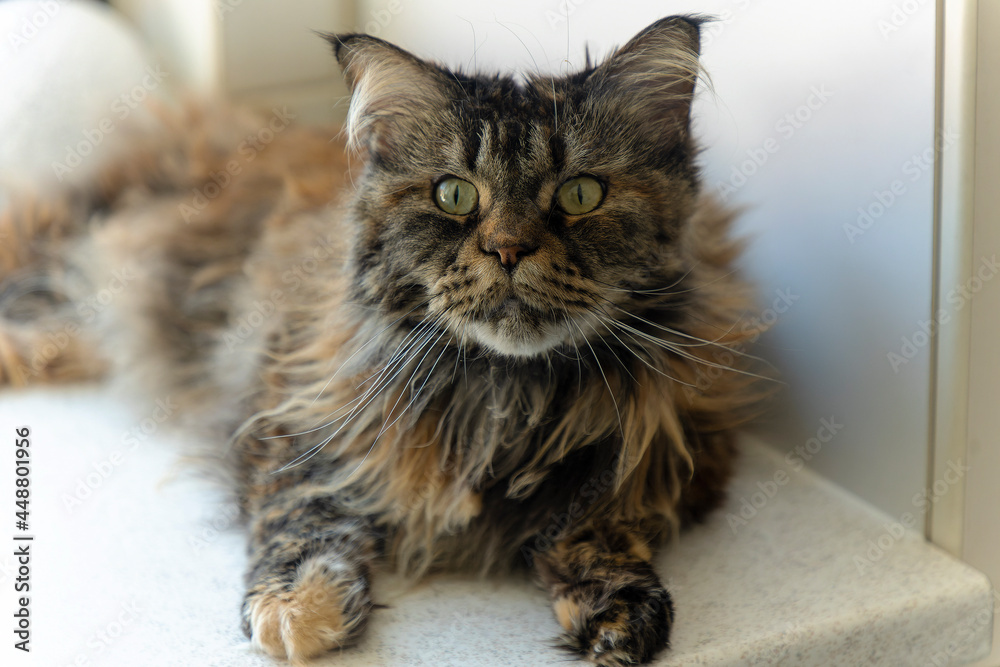 Cat a maine coon in a living room Stock Photo | Adobe Stock