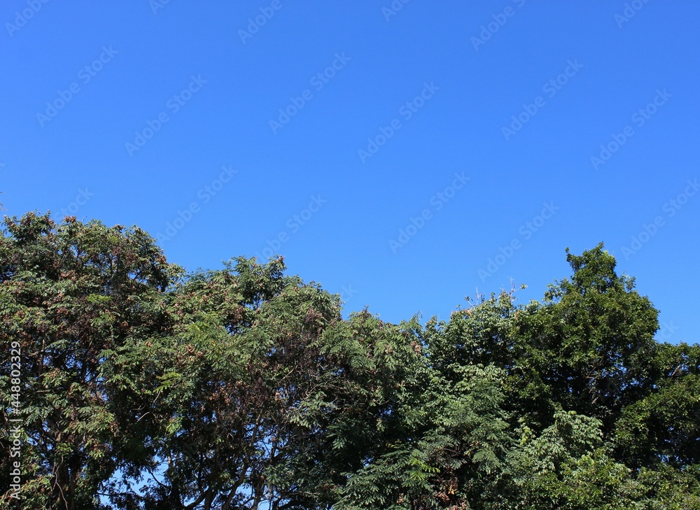 Topo das árvores com céu limpo e azul ao fundo Topo das árvores com céu limpo e azul ao fundo