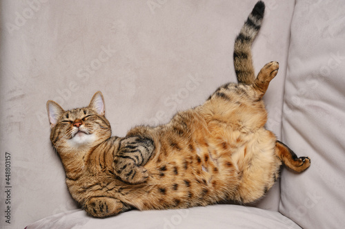 Bild auf Leinwand Beautiful short hair cat lying on the sofa at home