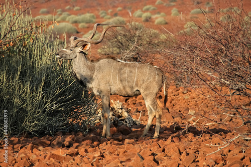 a kudu antelope standing between bushes in the namibian landscape, damaraland photo