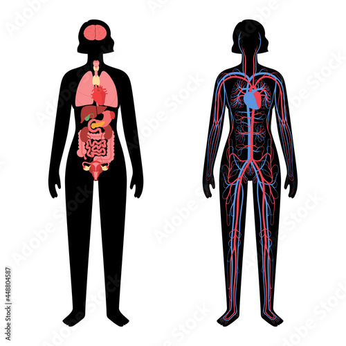 Circulatory system concept