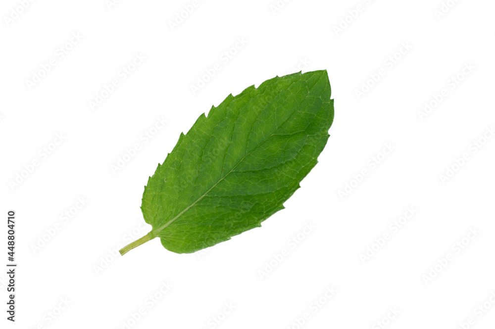 Mint leaf. Fresh mint on white background, isolated. Mint leaf. Fresh mint on white background, isolated.