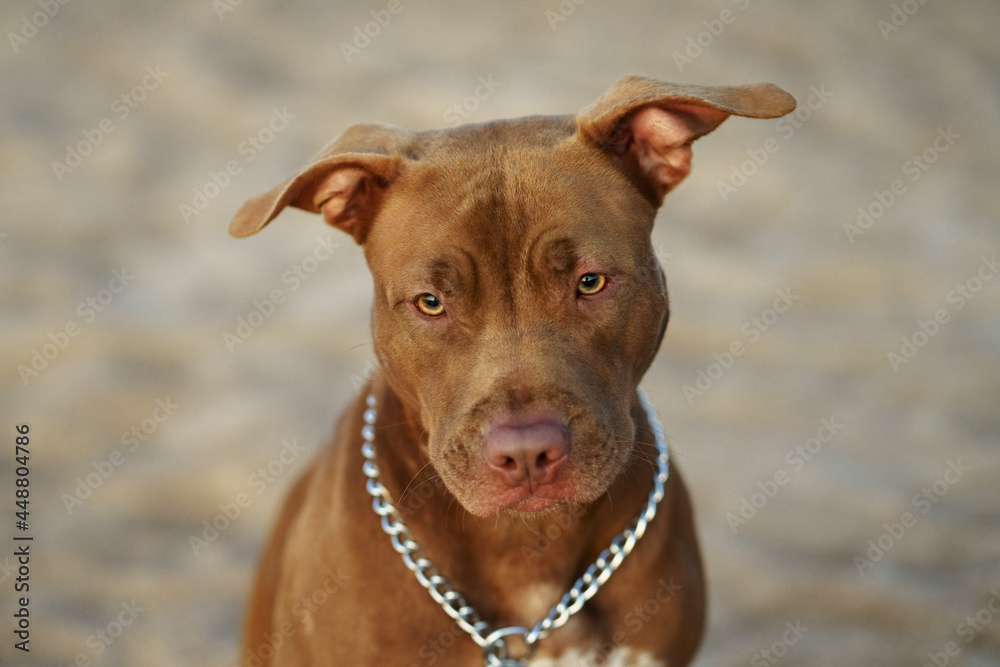 Portrait of a red-haired American Pit Bull Terrier. Dog on sand Portrait of a red-haired American Pit Bull Terrier. Dog on sand