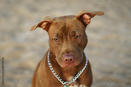 Portrait of a red-haired American Pit Bull Terrier. Dog on sand