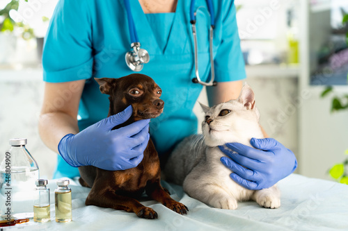 Fototapeta Naklejka Na Ścianę i Meble -  Vet examining dog and cat. Puppy and kitten at veterinarian doctor. Pet check up and vaccination. Animal clinic