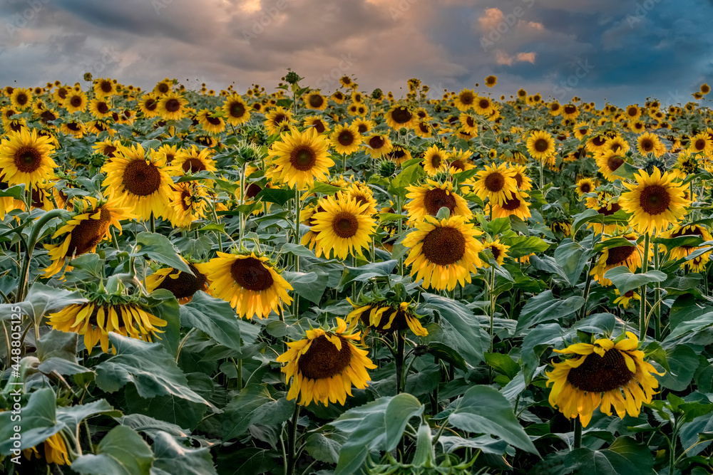 A field of bright sunflowers with a stormy sky. Perfect desktop wallpaper. For design and interior decoration
