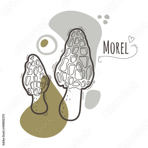 Edible mushrooms.Morel,morchella mushrooms simplified black and white vector illustration with title.