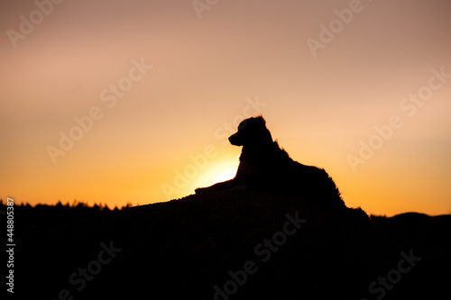 dog in sandy quarry at sunset. red Nova Scotia Duck Tolling Retriever on hills of sand. 