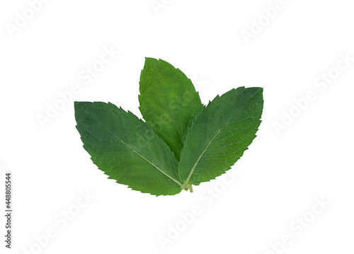 Mint leaf. Fresh mint on white background, isolated. 