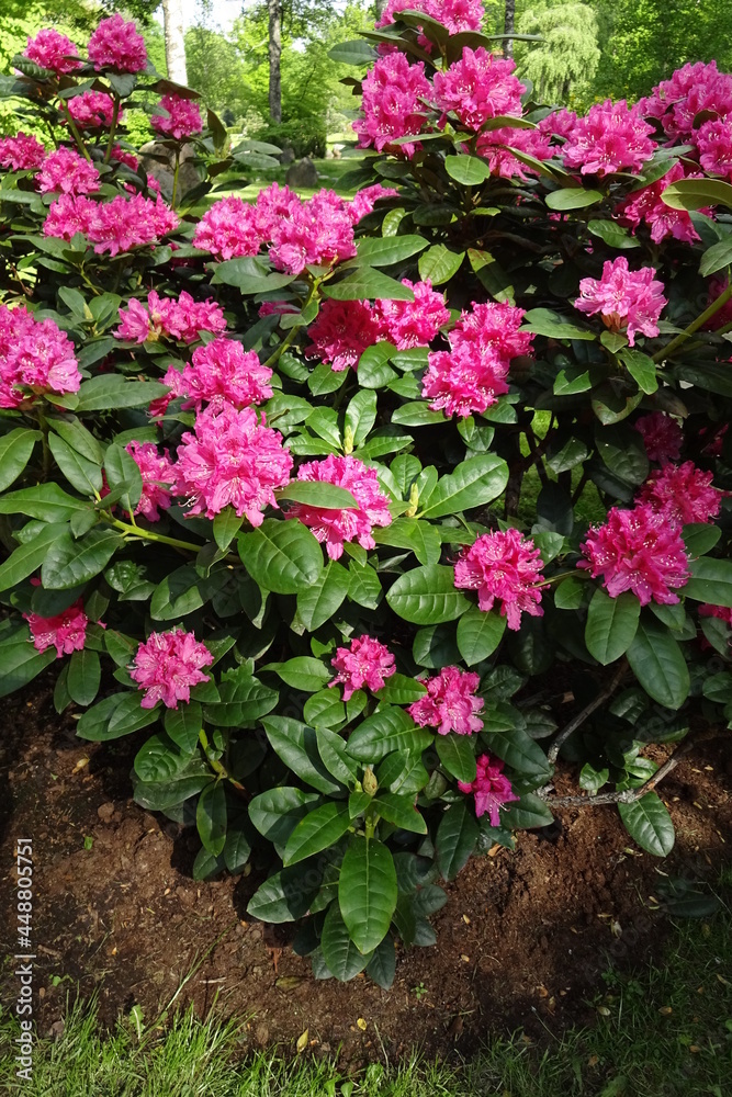 Blooming pink or rose color rhododendron bush with many flowers - an evergreen plant. A lot of green leaves. Tallinn, Estonia, Europe. June 2021