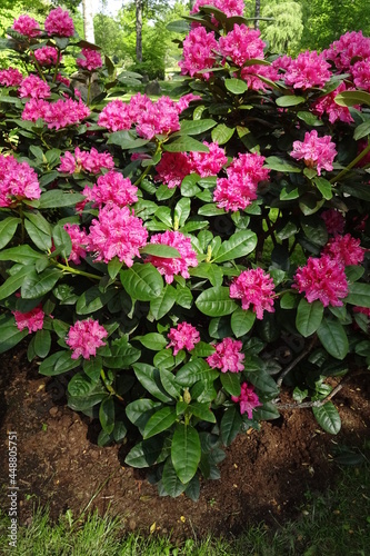 Blooming pink or rose color rhododendron bush with many flowers - an evergreen plant. A lot of green leaves. Tallinn, Estonia, Europe. June 2021