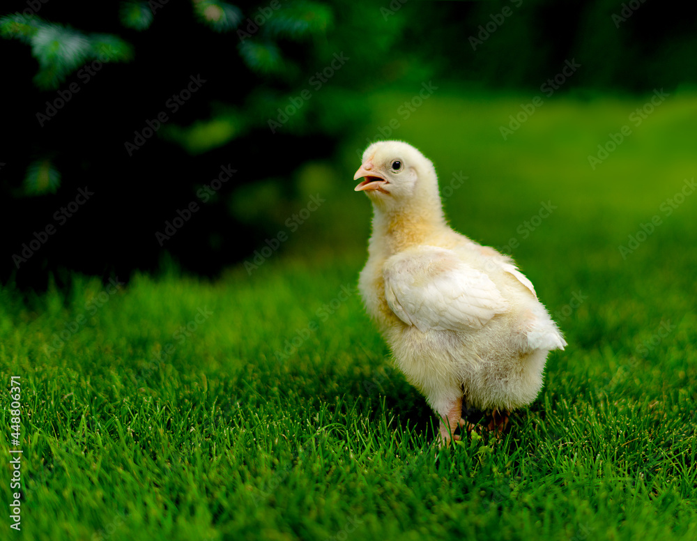 A small broiler chicken on the lawn looks at the camera with its beak open. Space for text. Shallow depth of field. Gallus gallus domesticus
