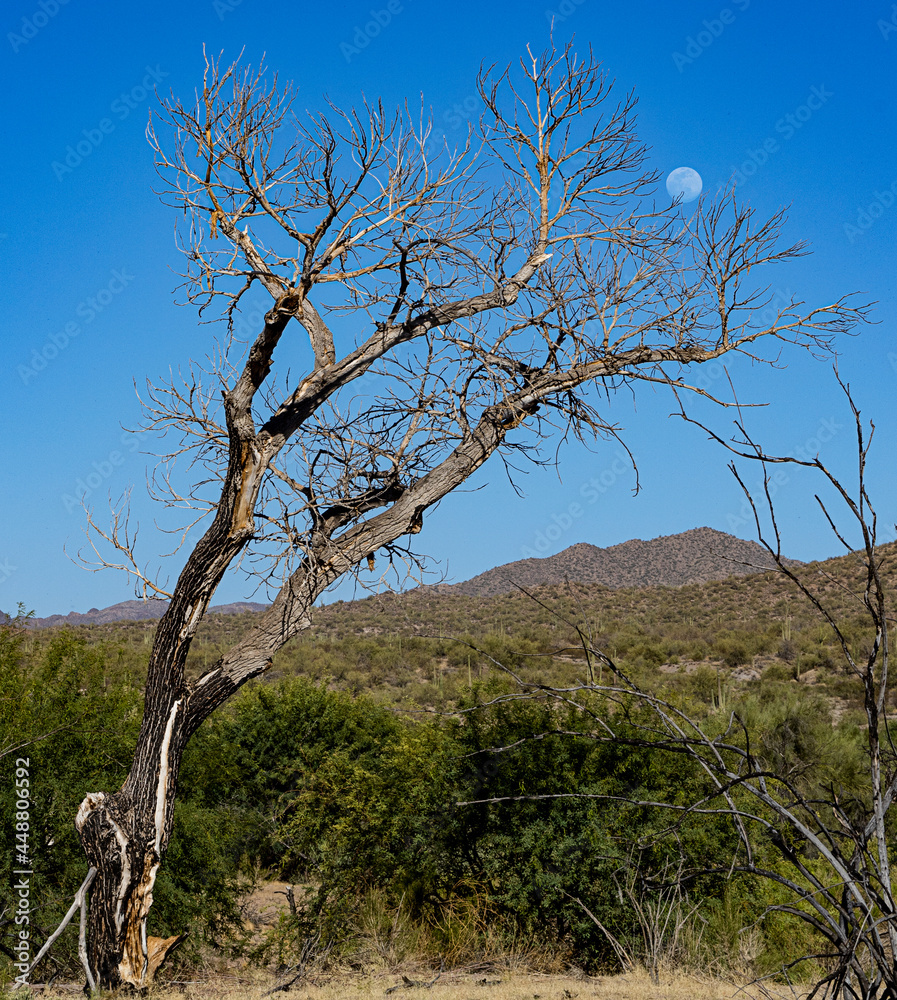 Dead Tree and Full Moon in a Daytime Desert Landscape Dead Tree and Full Moon in a Daytime Desert Landscape