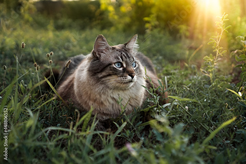 Canvas Print cat in the grass